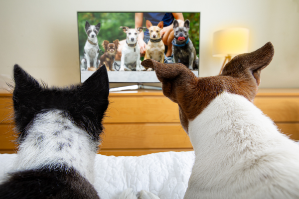 Pejsci sledují televizi